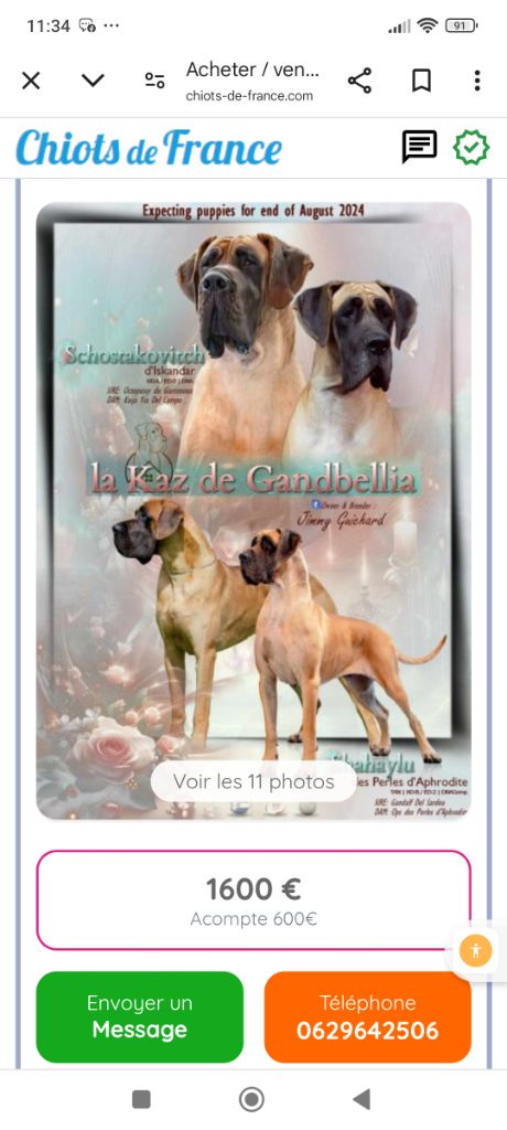 De La Kaz De Gandbellia - Dogue allemand - Portée née le 25/08/2024